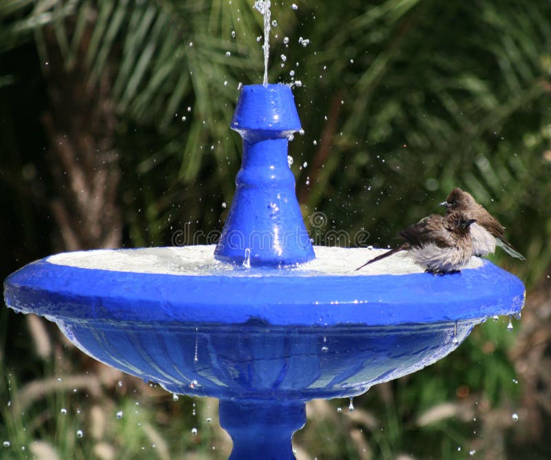 Bird Bath 3