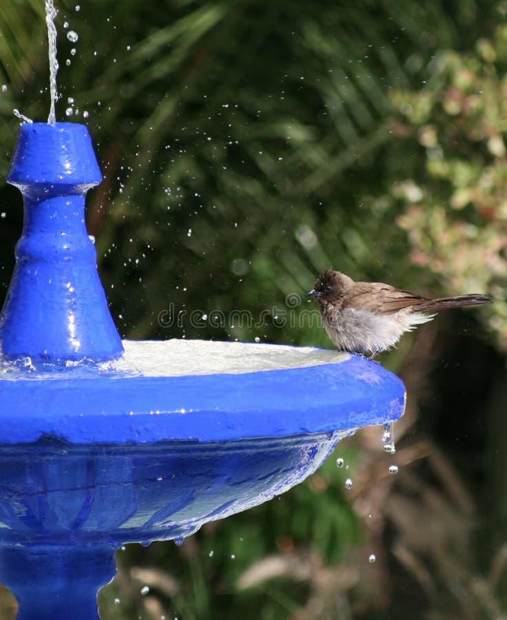 Bird bath 5