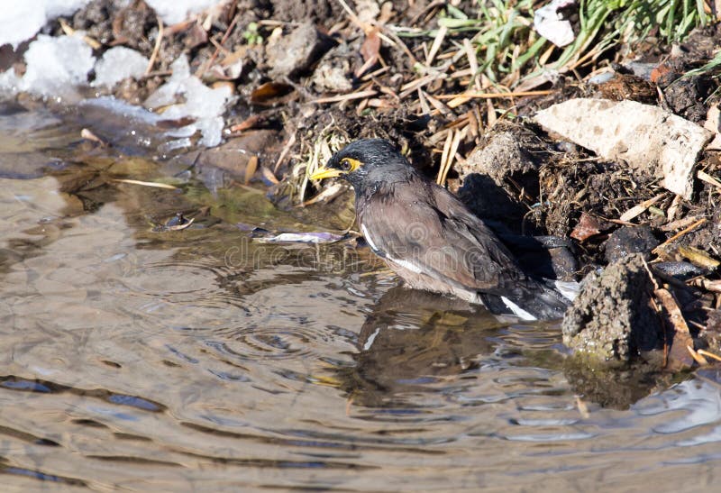 Bird bathing in a puddle stock photo. Image of wild, bathing - 89886102