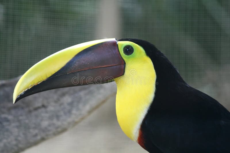 Bird-beak