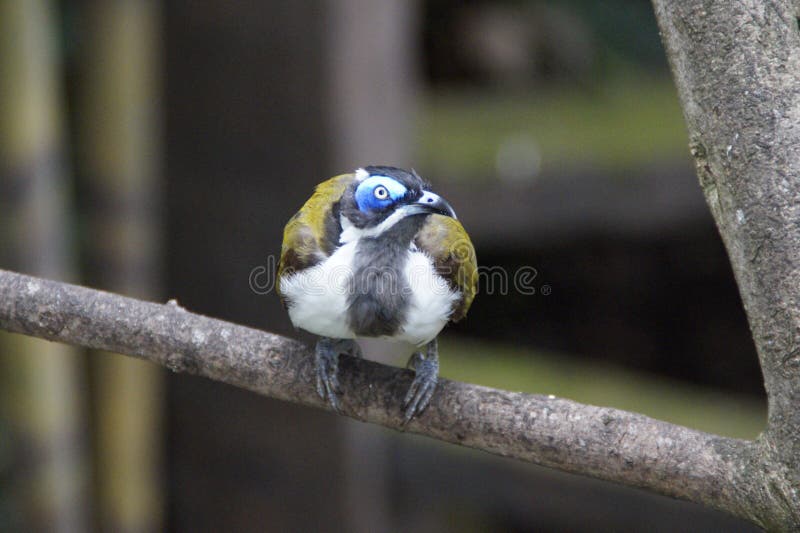 Bird, Beak, Perching Bird, Feather Picture. Image 100322975
