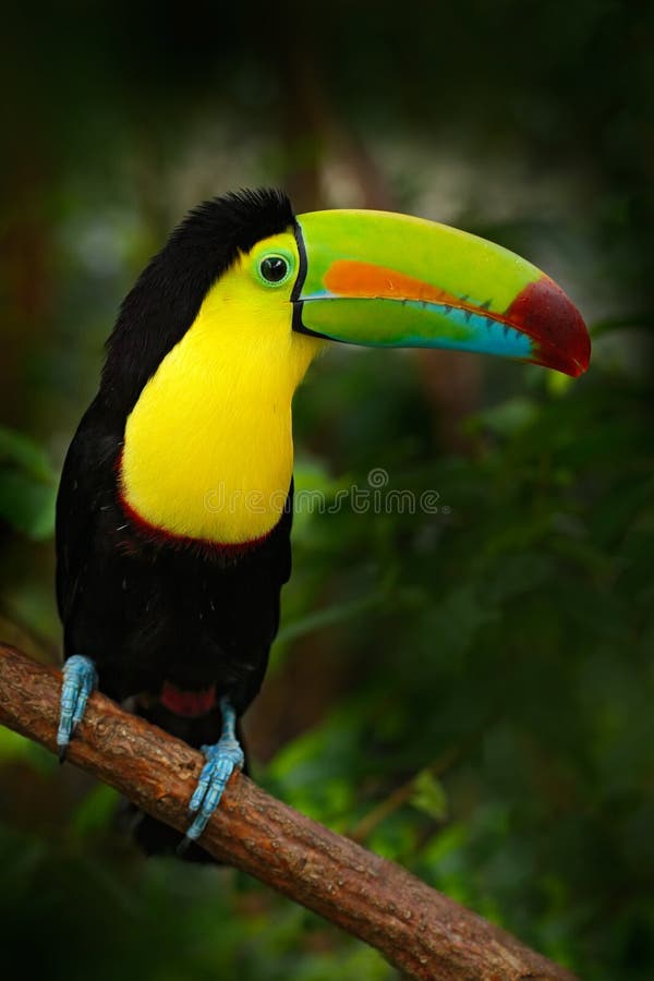 Bird with big bill Keel-billed Toucan, Ramphastos sulfuratus, sitting on the branch in the forest, Mexico royalty free stock images Bird with big bill Keel-billed Toucan, Ramphastos sulfuratus, sitting on the branch in the forest, Mexico royalty free stock images