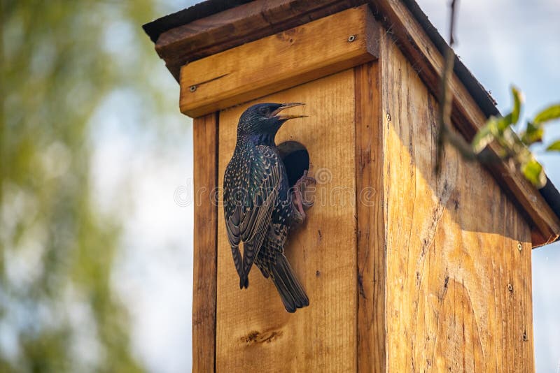 Bird on a birdhouse - starling royalty free stock photos Bird on a birdhouse - starling royalty free stock photos