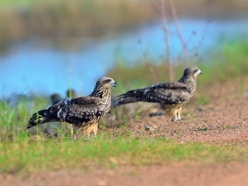 BlackShouldered Kite Bird stock photo. Image of south 8303356