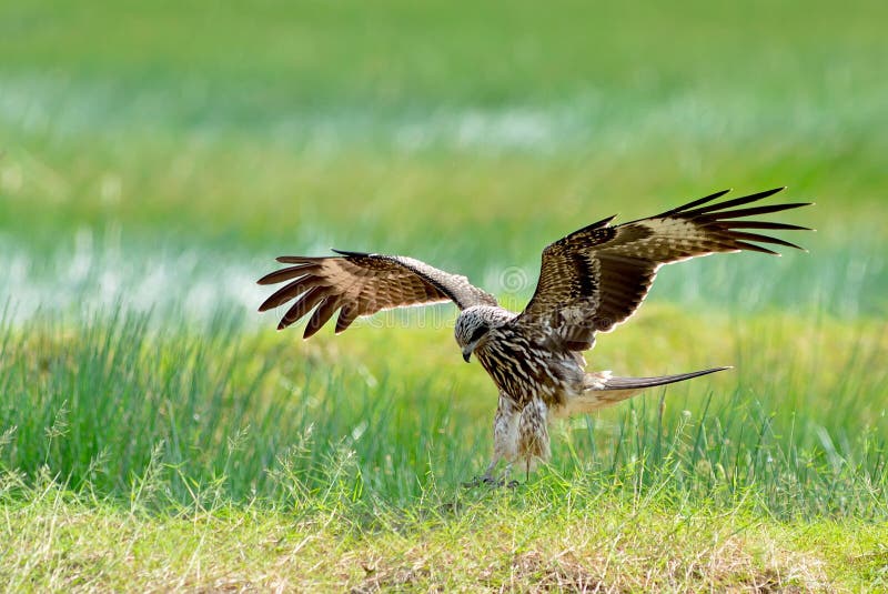 Bird (Black Kite) , Thailand Stock Image Image of eagle, freedom