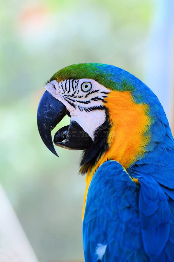 Blue and Yellow Finch Bird stock image. Image of nature 25218297