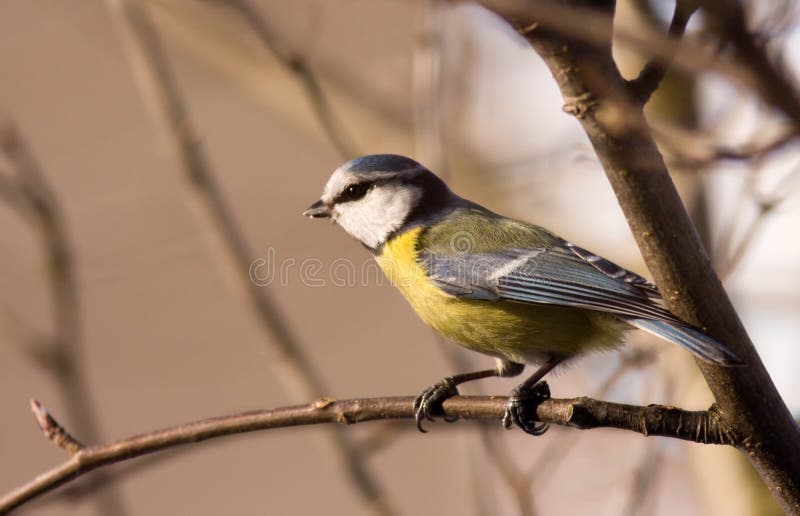 Bird - blue tit