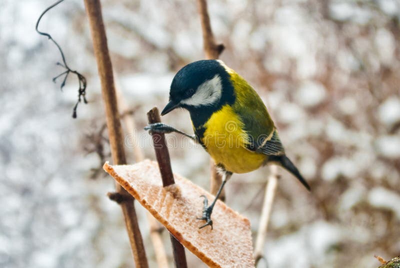 Bird a blue titmouse