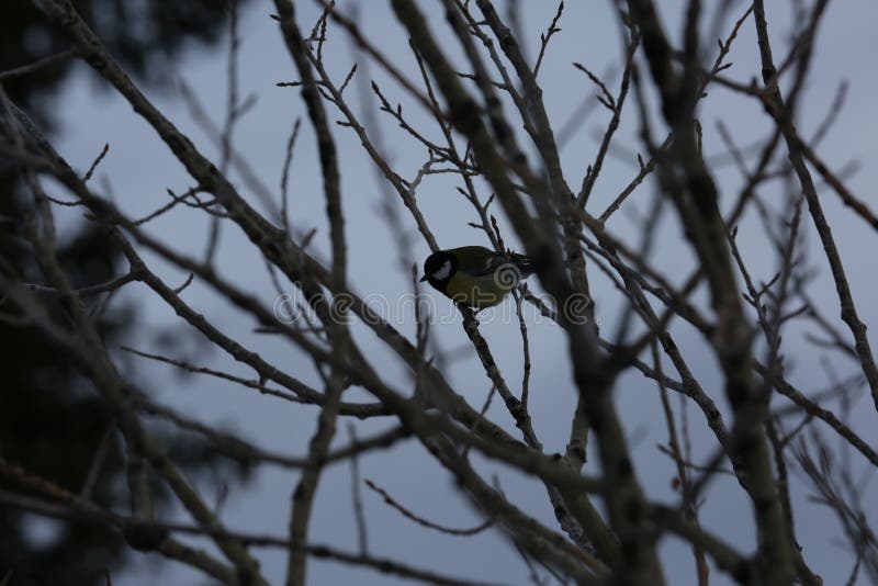 Bird on the branches. stock image. Image of aging, winter 169950337