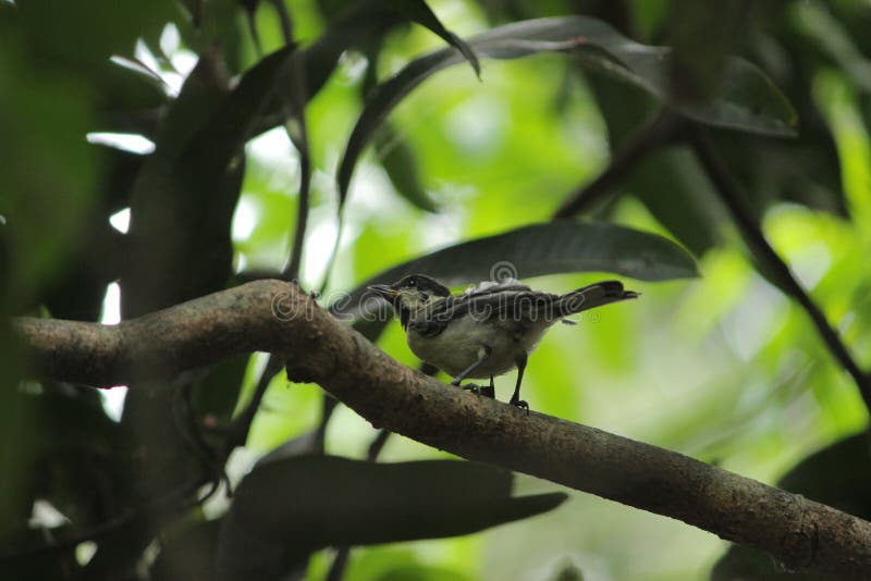 Bird in branches stock image. Image of wildlife, birds 149856637