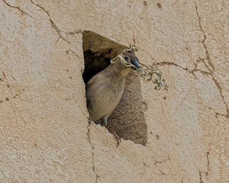 Bird building a nest in one of many square holes in the side of the Borj Sud in Fes, Morocco.