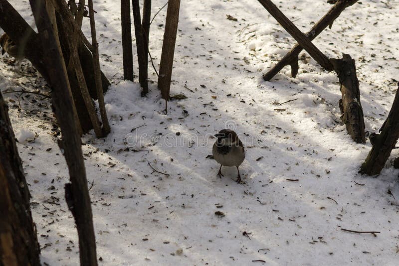 Pták v křoví v zimě. Slovensko