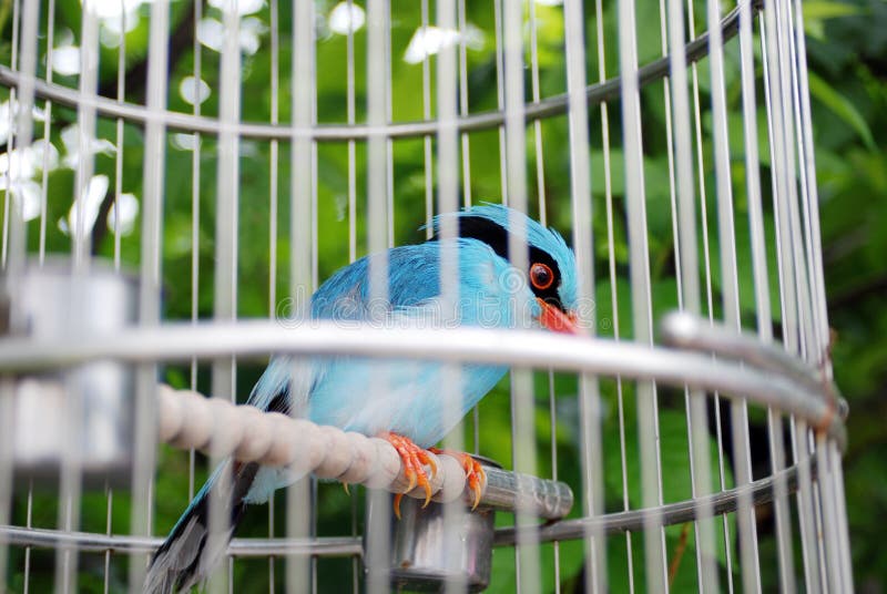 Bird Cage Stock Photos Download 20,616 Royalty Free Photos