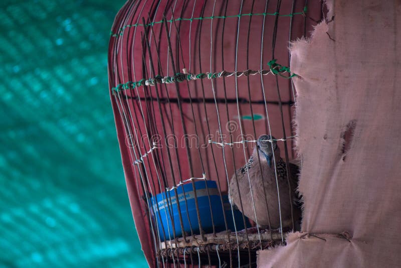 Bird Cage stock photo. Image of nick, view, bird, dove 69926060