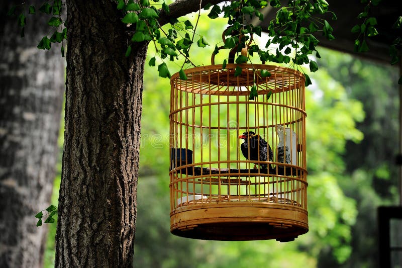 Bird cage. A chinese style bird cage hanging on tree in a garden stock image