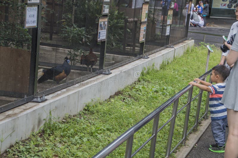 Bird Cage at the Ueno Zoo Tokyo Japan 2016 Editorial Photo Image of outdoor, japanese 123144716