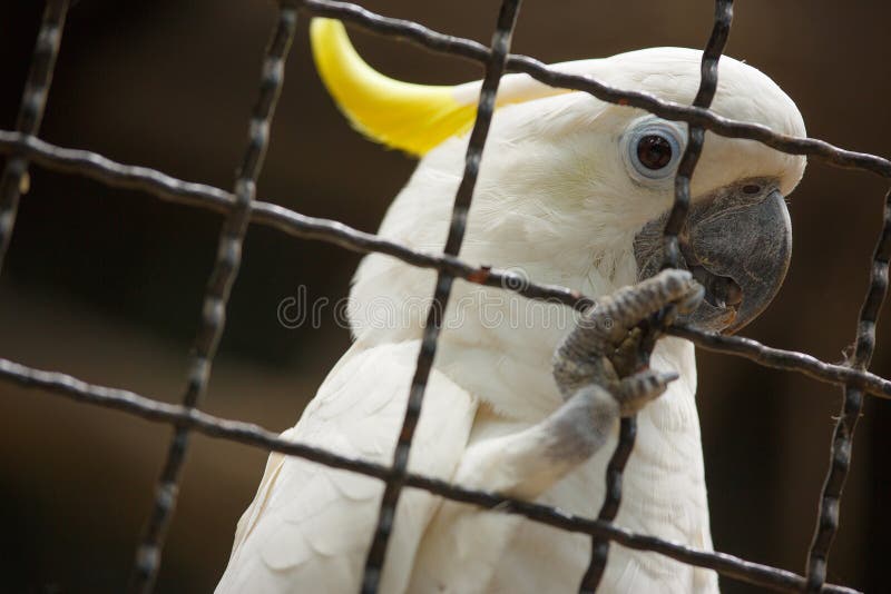 Bird in a cage. stock image. Image of nature, feather 40171467