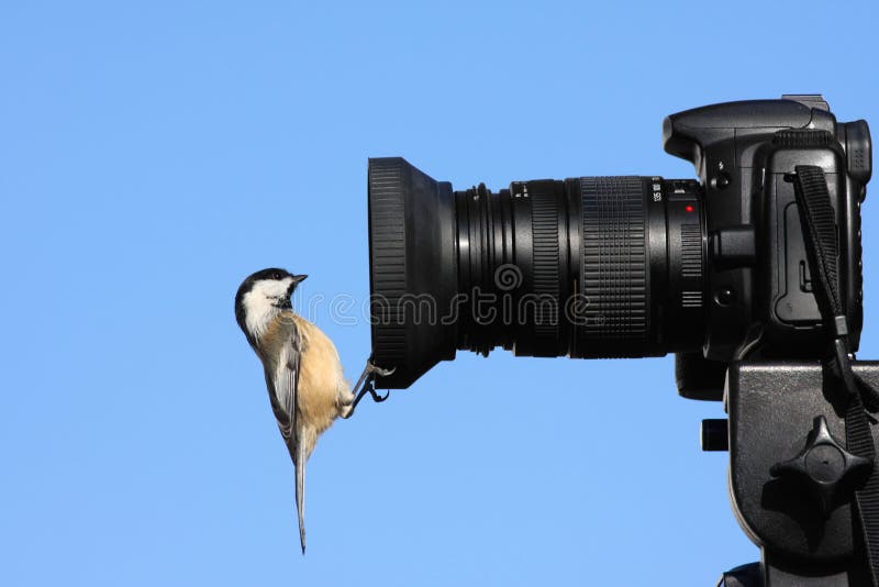 Bird Photography 2020 Best Photography Camera Wildlife Camera Lens