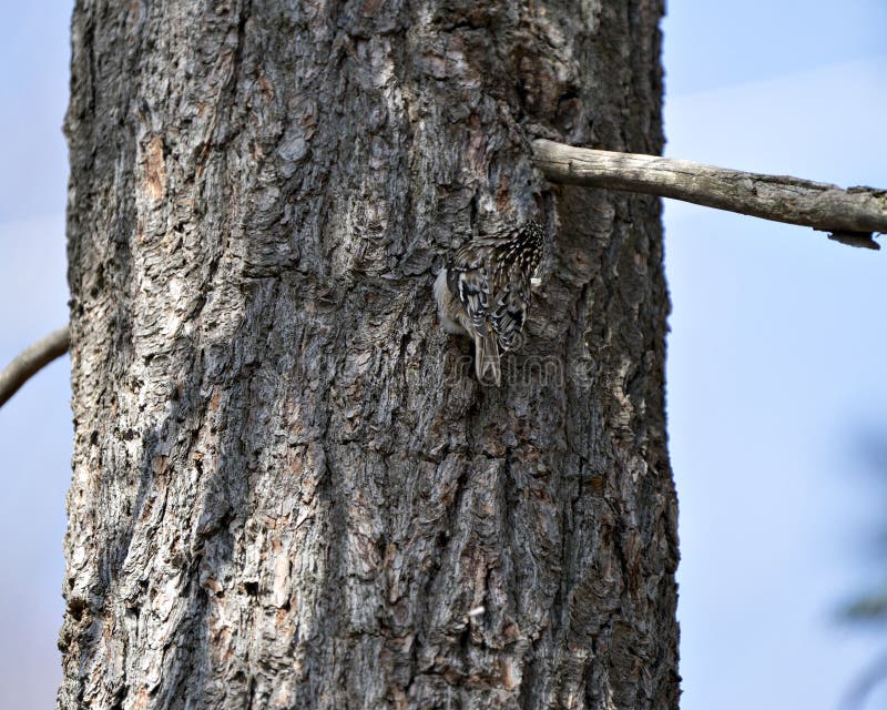 Bird Camouflage Photo. Camouflage Animal Game. Find the Bird on the Tree  Trunk in Its Environment and Habitat and Displaying Stock Image - Image of  head, passerine: 215371217