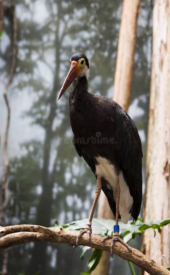 Bird in Captivity