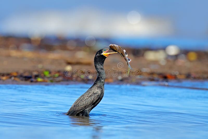 Bird catch fish. Cormorant with fish. Dark bird in nature habitat, in blue sea water. River bird in the nature habitat. Shag from