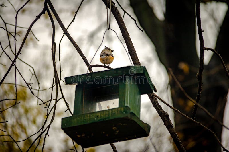 Bird at Central Park New York, USA Stock Image Image of autumn, house 91568681