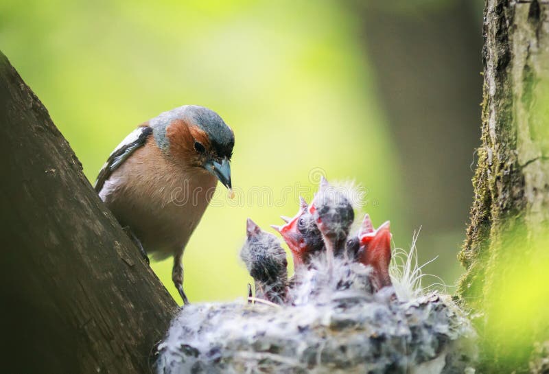 Pájaro pinzón recursos su joven hambriento cachorros en nido en primavera.