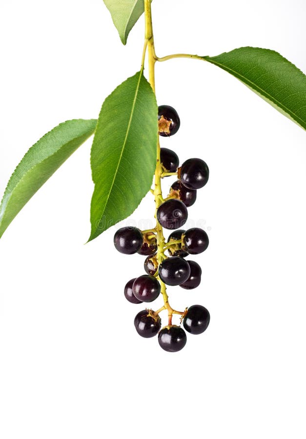 Bird cherry