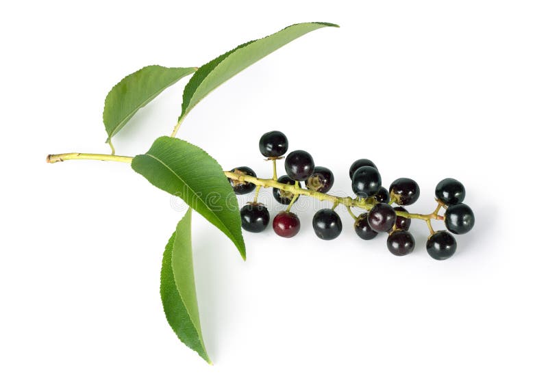 Bird cherry