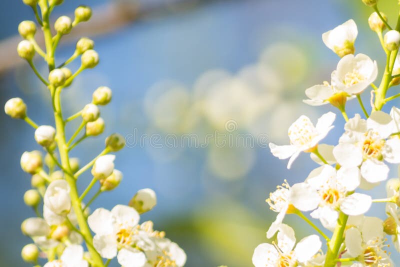 Bird Cherry Blossoms Prunus padus White Blooms With Soft Background royalty free stock images Bird Cherry Blossoms Prunus padus White Blooms With Soft Background royalty free stock images