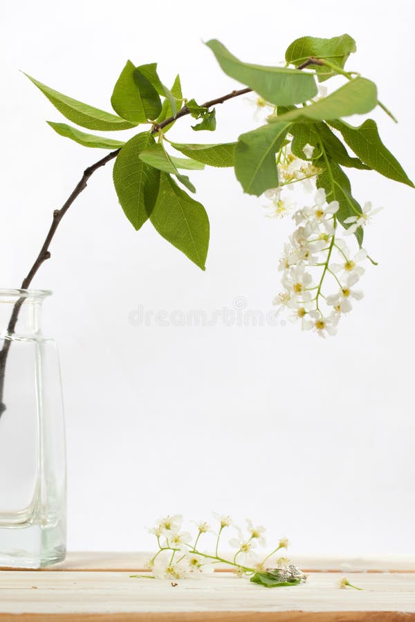 Bird cherry flower