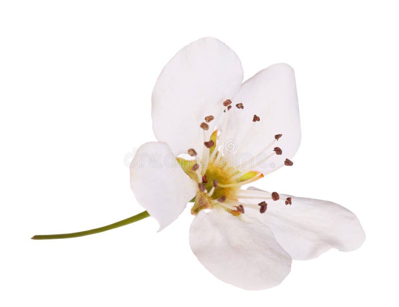 Bird cherry flower isolated. Macro