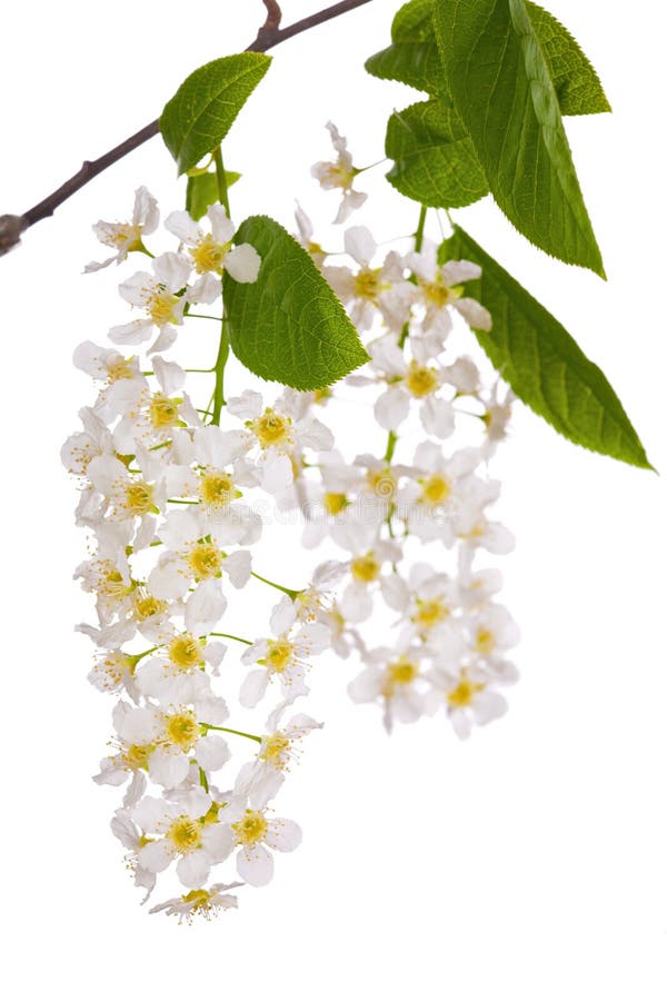 Bird cherry tree branch on white