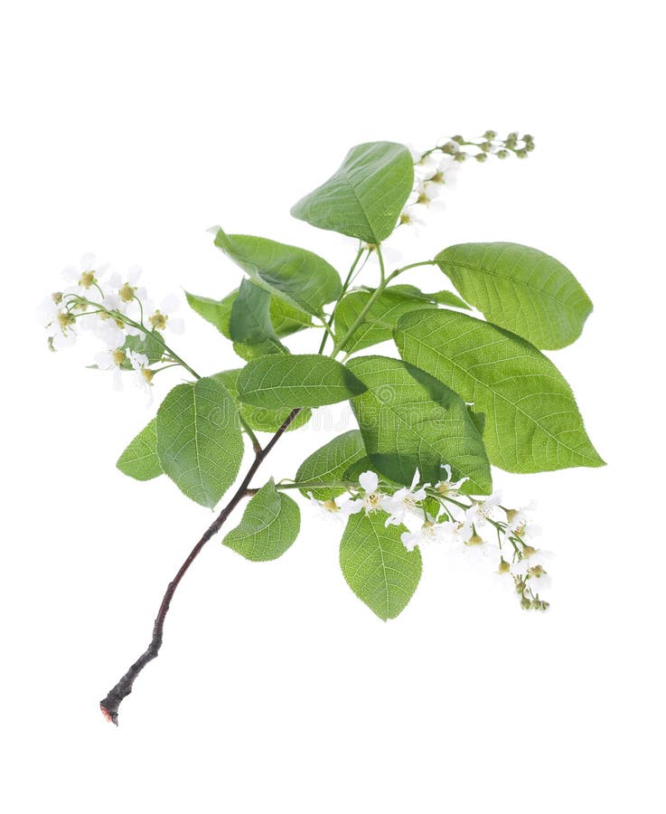 Bird Cherry Tree flowers