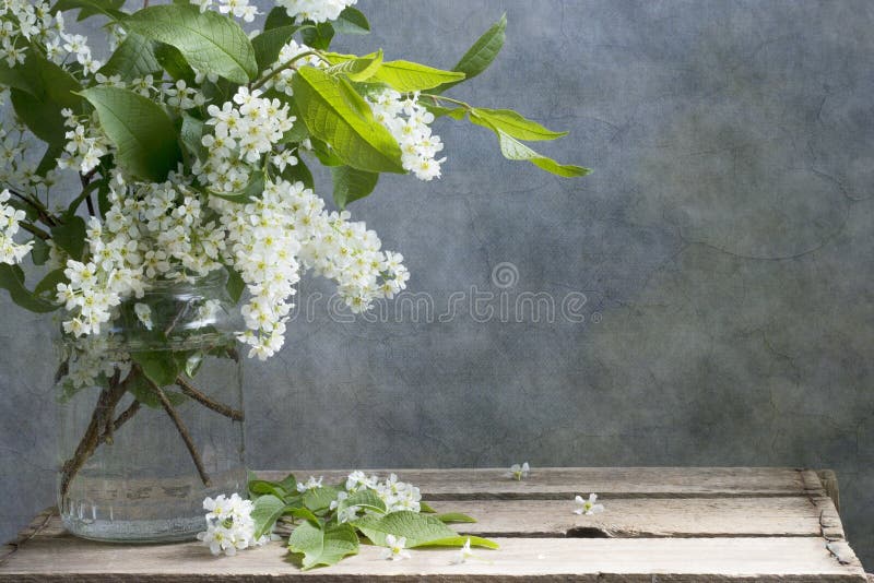 Bird-cherry tree