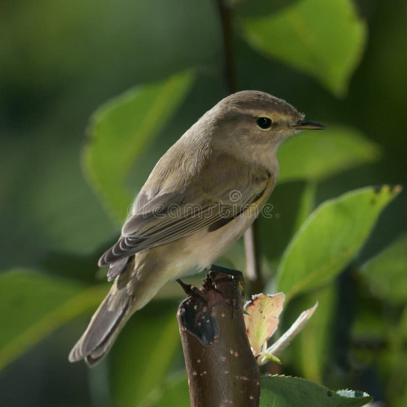 Bird Chiffchafff (Phylloscopus collybita)