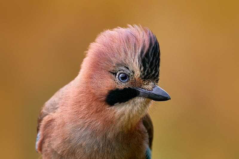 Bird, close-up detail of head with crest. Portrait of nice bird Eurasian Jay, Garrulus glandarius, with orange fall down leaves royalty free stock images