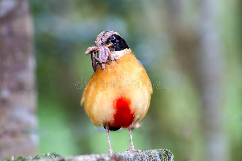 Bird Colorful (Blue Winged Pitta) Eating Earthworms in Forests Stock Image Image of earthworm
