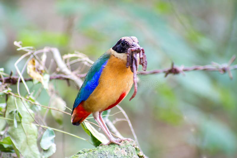 Bird Colorful (Blue Winged Pitta) Eating Earthworms in Forests Stock Image Image of earthworm