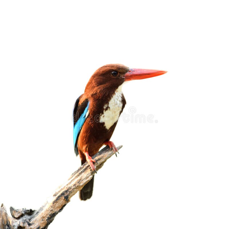 Tropical Kingfisher Bird stock photo. Image of kingfisher - 26588928