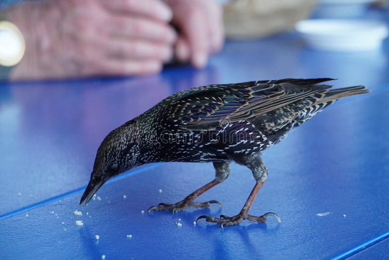 The Bird Concentrates on Eating Bread Crumbs Stock Image Image of