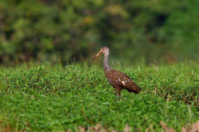 Bird of Costa Rica. Limpkin courlan,Aramus guarauna,bird in water grass. Evening sun,motteled bird with evening back light,in the nature habitat,Pantanal,Brazil. Wildlife scene from nature. Bird of Costa Rica. Limpkin courlan,Aramus guarauna,bird in water grass. Evening sun,motteled bird with evening back light,in the nature habitat,Pantanal,Brazil. Wildlife scene from nature