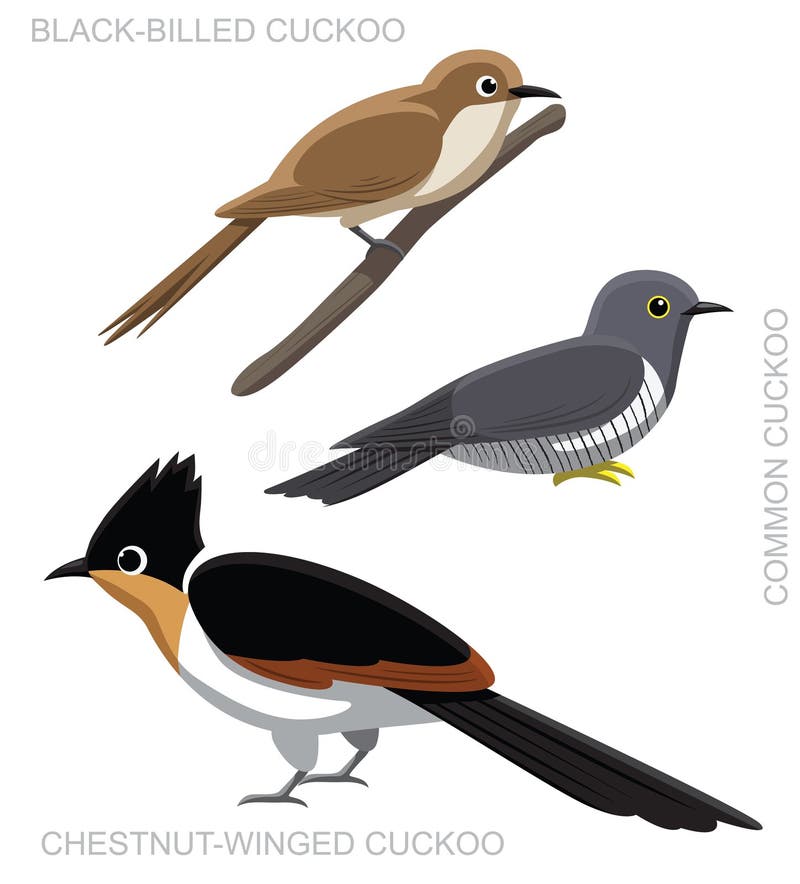 Cuckoo Bird Cartoon Stock Illustrations – 623 Cuckoo Bird Cartoon Stock Illustrations, Vectors & Clipart - Dreamstime Cuckoo Bird Cartoon Stock Illustrations – 623 Cuckoo Bird Cartoon Stock Illustrations, Vectors & Clipart - Dreamstime