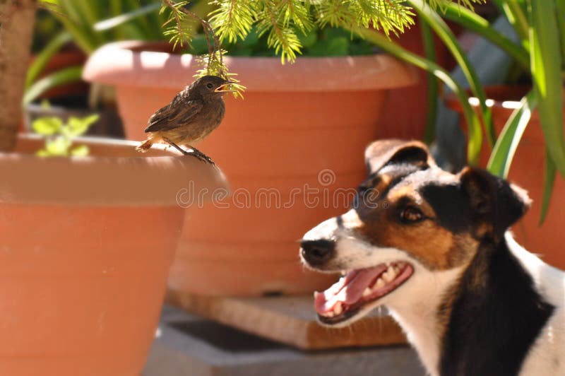 Bird and dog