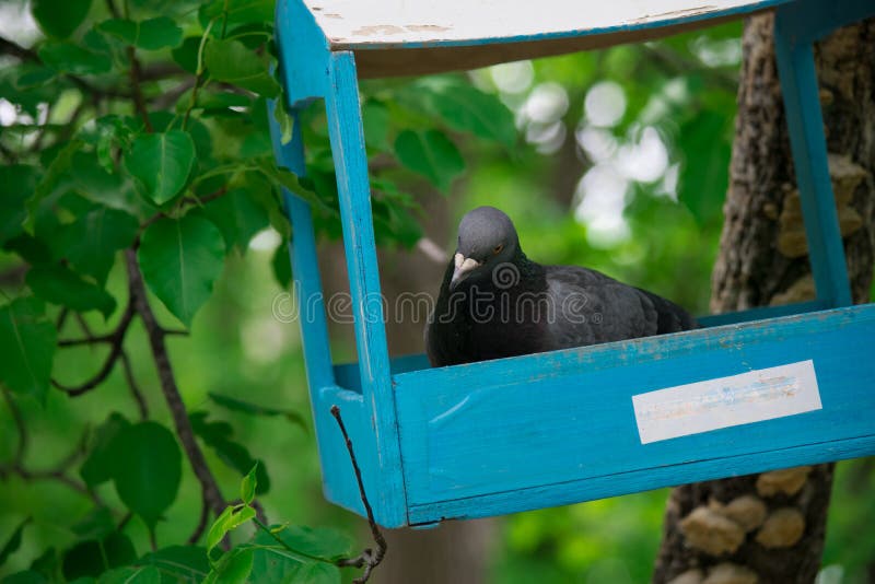 Bird dove stock image. Image of bird, green, dove, feeder 95374629