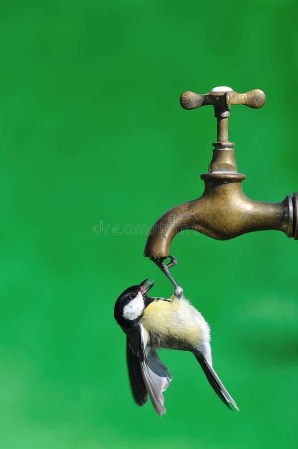Bird drinking water. stock image. Image of dripping, ecosystem 22196517