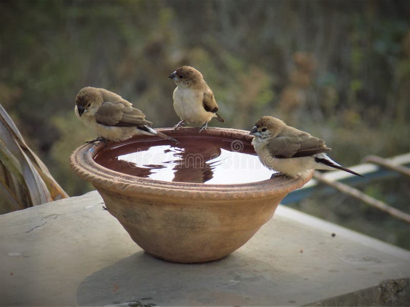 bird-drinking-water-and-enjoying-winter-sesion-stock-image-image-of