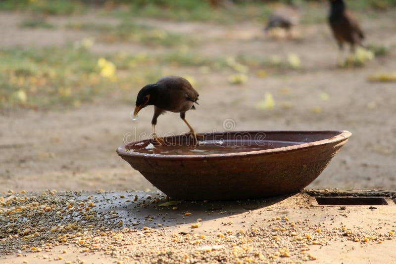 bird-drinking-water-while-sitting-over-the-bowl-stock-image-image-of