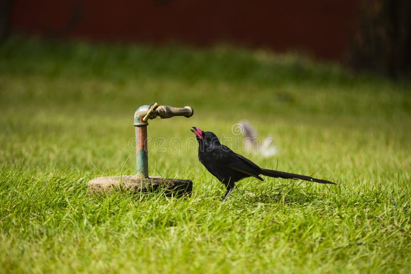 154 Bird Drinking Water Tap Stock Photos Free & RoyaltyFree Stock