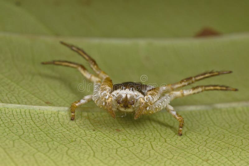 A bird dropping spider read to fight. Excavata stock images, royalty-free photos and pictures